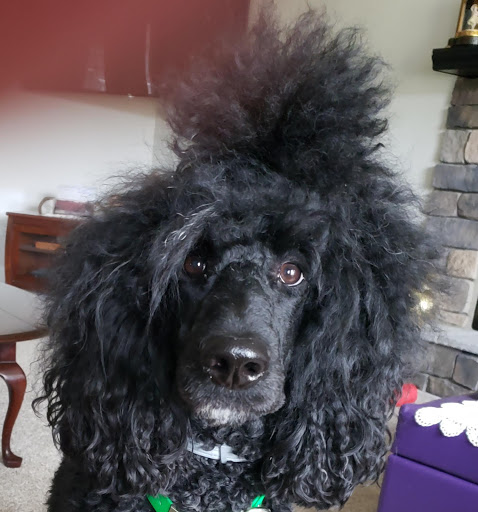 Bingo's Barkery & Pampered Pups Salon LLC - Thumbnail