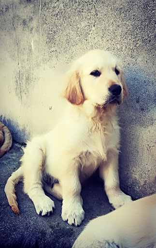 GioPet - Visual