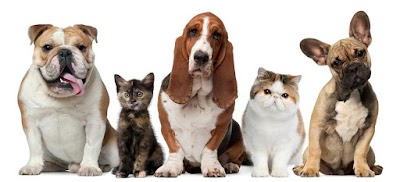 Photos of Animal Town