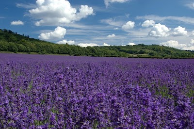 Photos of Lavender Fields Salon