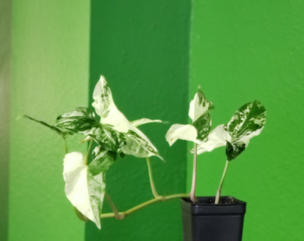 Plants and Things LLC - Thumbnail