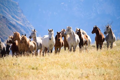 South Valley Equine - Heritage Location