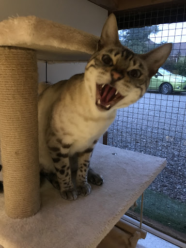 Meadows Cattery - Visual
