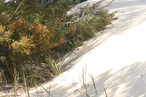 Cooloola Sandpatch - Visual