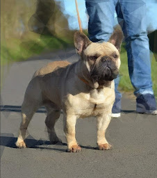 Photo n°19 de Élevage des trez'or d'hamarkhis à Saint-Fulgent-des-Ormes (Éleveur de chiens)