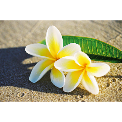 Photos of Frangipani Beach Villa
