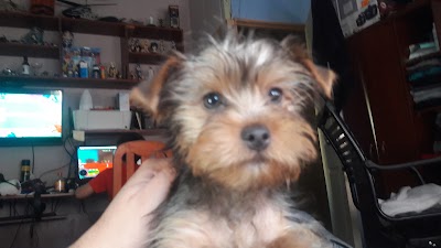 Photos of Cl&iacute;nica Veterinaria Clavero
