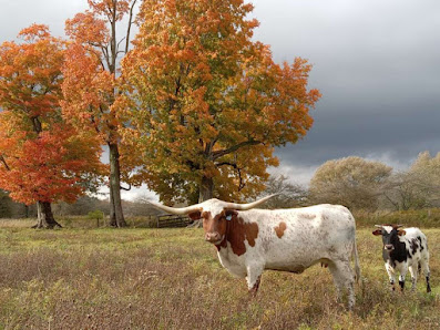 C&C Cattle Company 1 Columbia St, Sherman, NY 14781