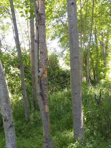 Wagner Creek Park