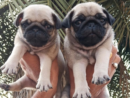 🐕 pug male female puppy available in indore mp. post image
