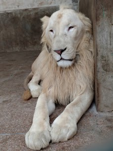 Tiger Cage lahore