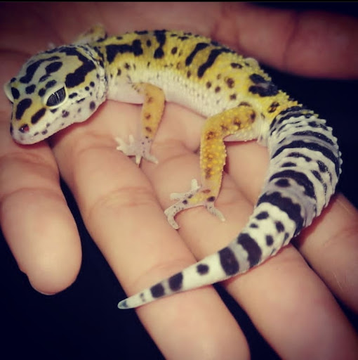 EXOTIC Veterinaria - Thumbnail