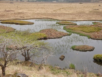 Photos of 八島ケ原高層湿原