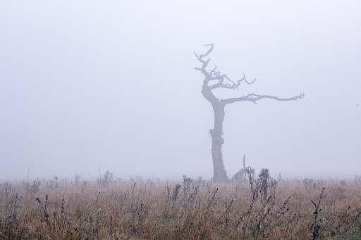 The Lightning Tree - Visual