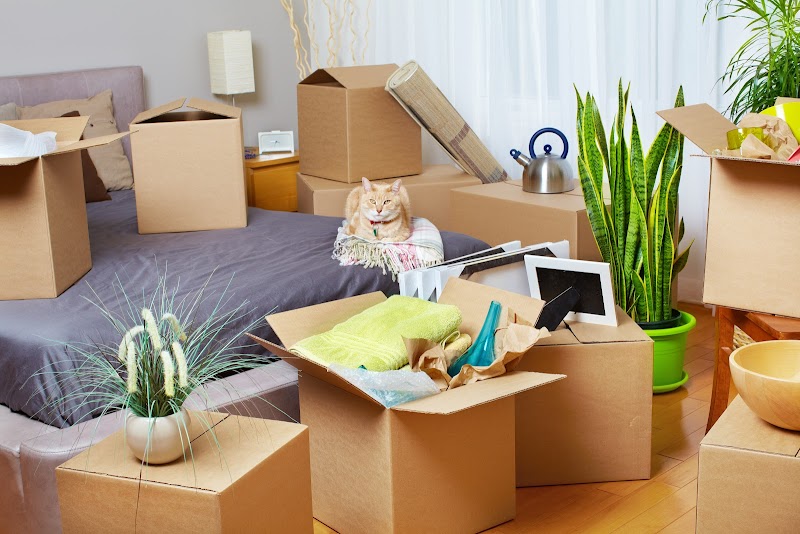 Professional Removals SW16 - Packing & Storage Services photo 2