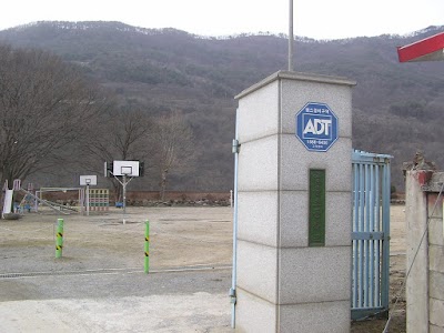 Photos of 영춘초