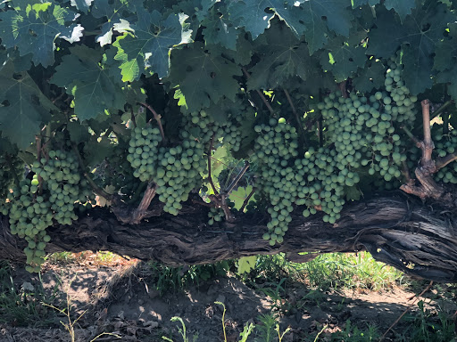 Barons Winery - Thumbnail