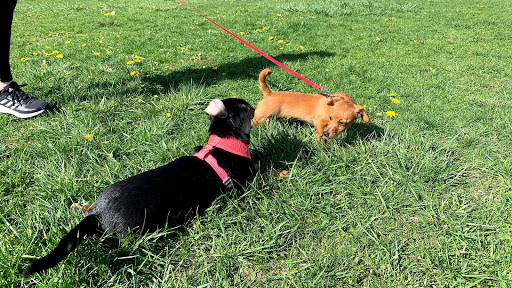 West Mifflin Dog Park - Thumbnail