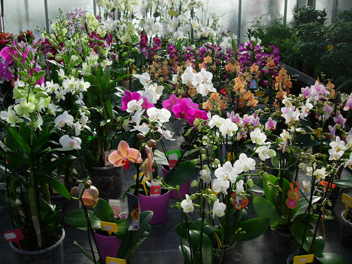 Houssaye Fleurs - Thumbnail