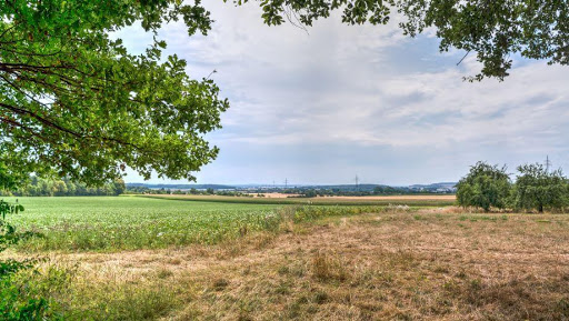 FriedWald Lich - Visual