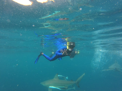 Green Corridors by null