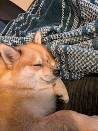 トリミングサロンクオーレ