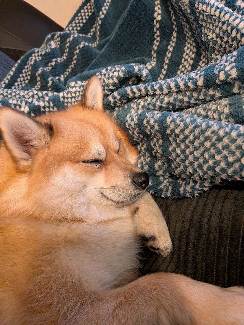 トリミングサロンクオーレ