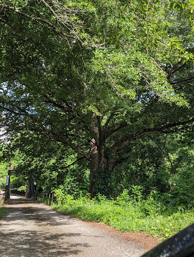 Oldest tree in Alabama Gallery - United States