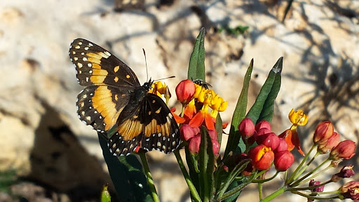 City Butterfly Garden Gallery - United States