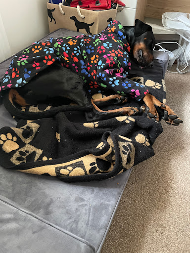 K9 Beds - Visual