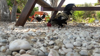 Photos of Campsite Ak&ccedil;akıl