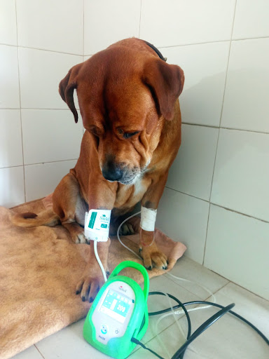 Canisax Veterinarios - Thumbnail