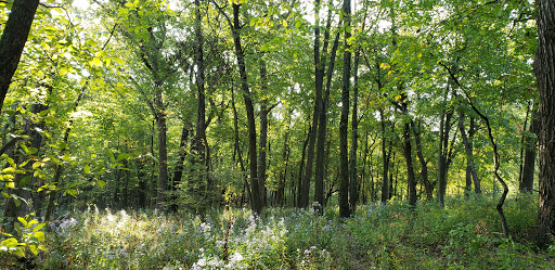 Pioneer Woods Picnic Grove - Thumbnail