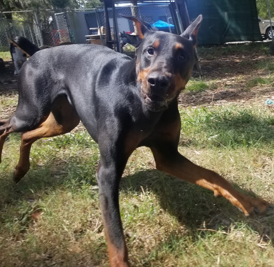 All Terrain Canine's Doggie Daycare, Boarding, and Training Center