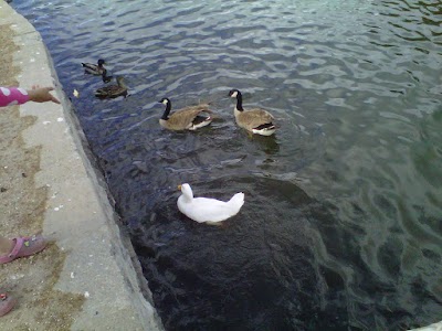 ElEstero DUCK Parking LOT