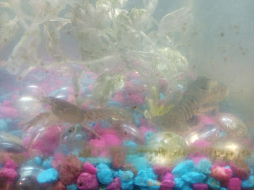 The Crayfish Saloon
