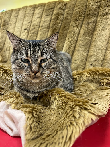 Cats Angels Inc & Thrift Store - Thumbnail