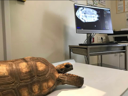 Lys Veterinary clinic - Thumbnail