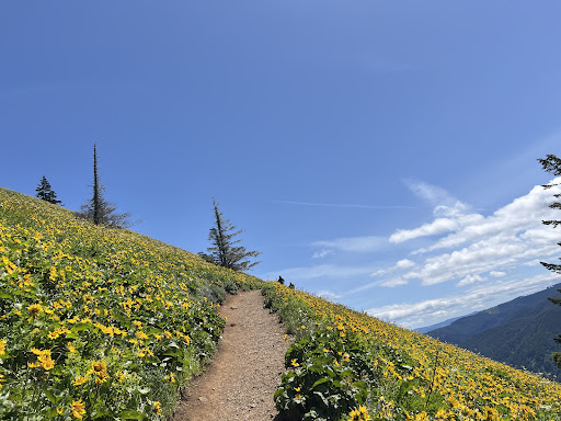 Dog Mountain Trail