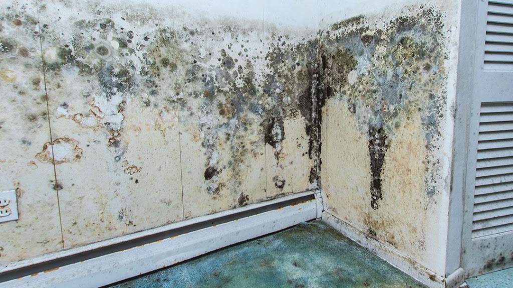 Mold Experts Of Michigan photo