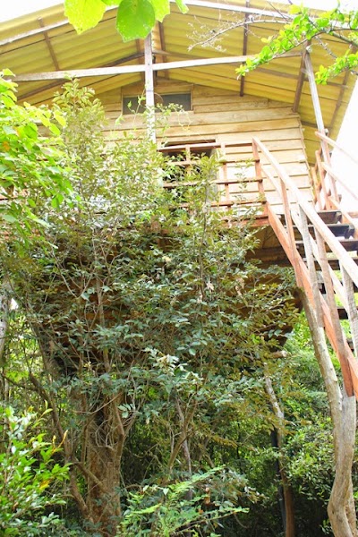 Photos of The Thick Forest