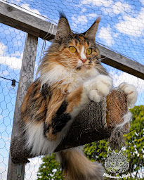 Photo n°5 de Chatterie Midsummer Night - Elevage de Maine Coon LOOF dont des polydactyles à Pargny-lès-Reims (Service d'adoption d'animaux de compagnie)