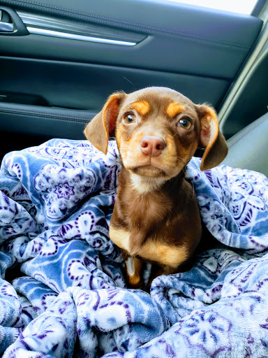 Baker House Animal Hospital - Thumbnail