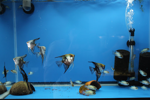 Method Aquatics - Visual