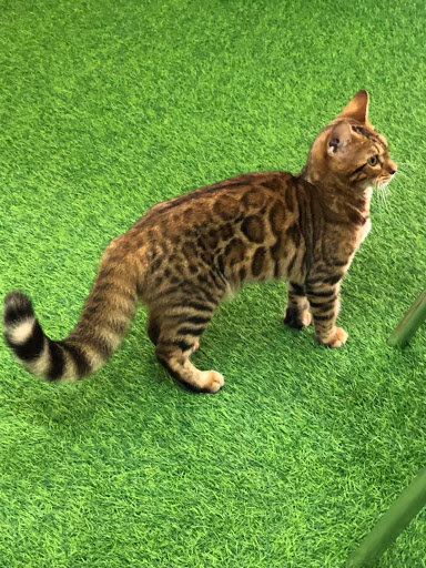 Leowon Pets Galaxy