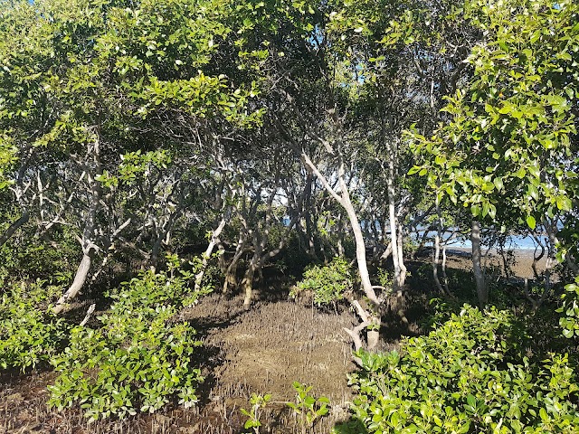 King Island (Conservation Park)