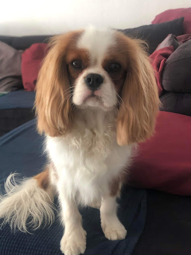 Institut de toilettage "A l'ancienne bergerie" - Thumbnail