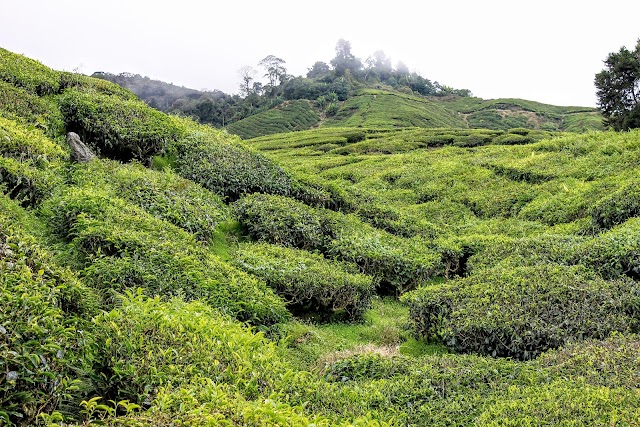 Tanah Rata