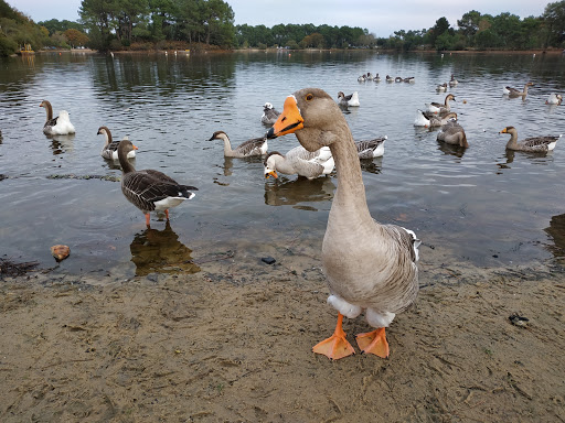 Cabriolane - Thumbnail