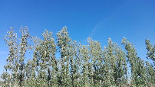 Tocomar